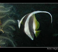 "Look at me, I've got a long fin"...............Canon G7 by Brian Mayes 